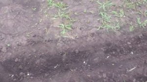 Сажаем спаржевую фасоль под мотоблок