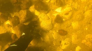 ТЕСТИРУЕМ ОБНОВОЧКИ / СОБИРАЕМ ДОБРО НА ДНЕ