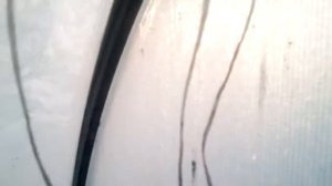 Неприятный случай при обходе теплиц...