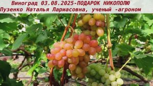Виноград 3.08.2025 Подарок Никополю. Мускат изумительный, цвет красивый, сахар высокий, ультраранний
