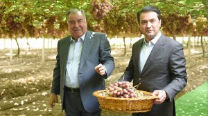 Эмомали Рахмон оценил богатый урожай виноградников Турсунзаде