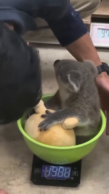 Так взвешивают детёныша коалы смотреть онлайн