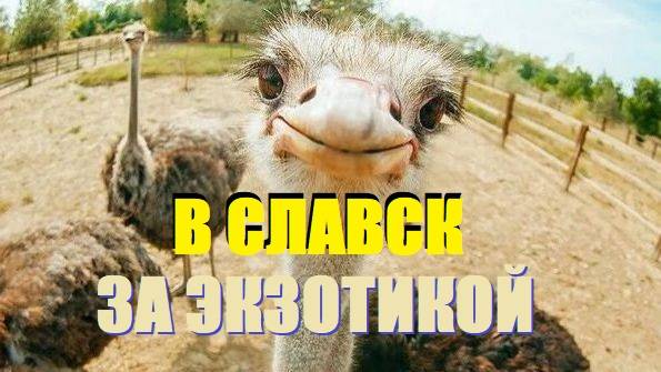 Славский бассейн с минеральной водой и Свято-Елисаветинский женский монастырь со страусиной фермой.