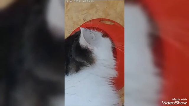 Мариуполь ⚓ МОИ КОШЕЧКИ 🐈🐈🐈♥️🖥️🌞 смотреть онлайн