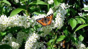Владимир Маркин - "Белая черёмуха"