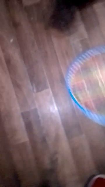 Кошки играют в бадминтон 😽🏸🏆