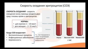 Видео-лекция №2.3 Эритроциты