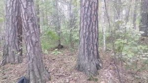 Металлокоп 10.08.25