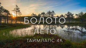 Болото. Лето. Таймлапс 4К