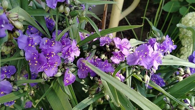 Традесканция в саду 2025 смотреть онлайн