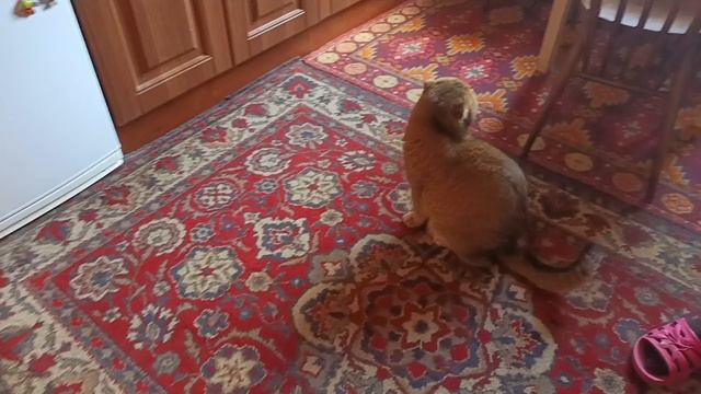 Влог. Боремся с урожаем. Красим пол в беседке. 15 августа. смотреть онлайн