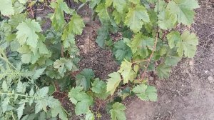 Винные сорта винограда Медина Ливадийский чёрный Каберне Кортис Цитроный Магарач Кристалл Фетяска -6