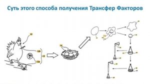 Подробно о Трансфер Факторах