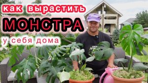 Проше быть не может и никаких секретов здесь нет. Всё о выращивании монстер и не только