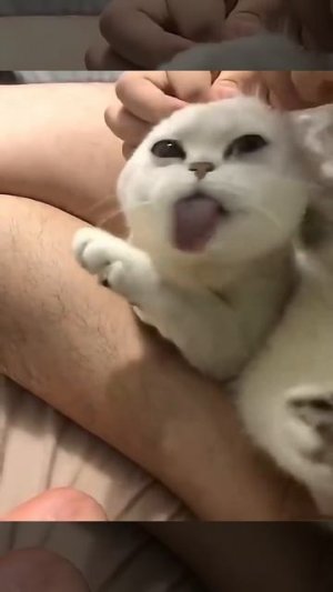 котики это хорошо