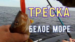 ТРЕСКА /Рыбалка на Белом море