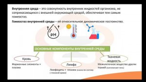Видео-лекция №2.1 Общая информация о внутренней среде организма