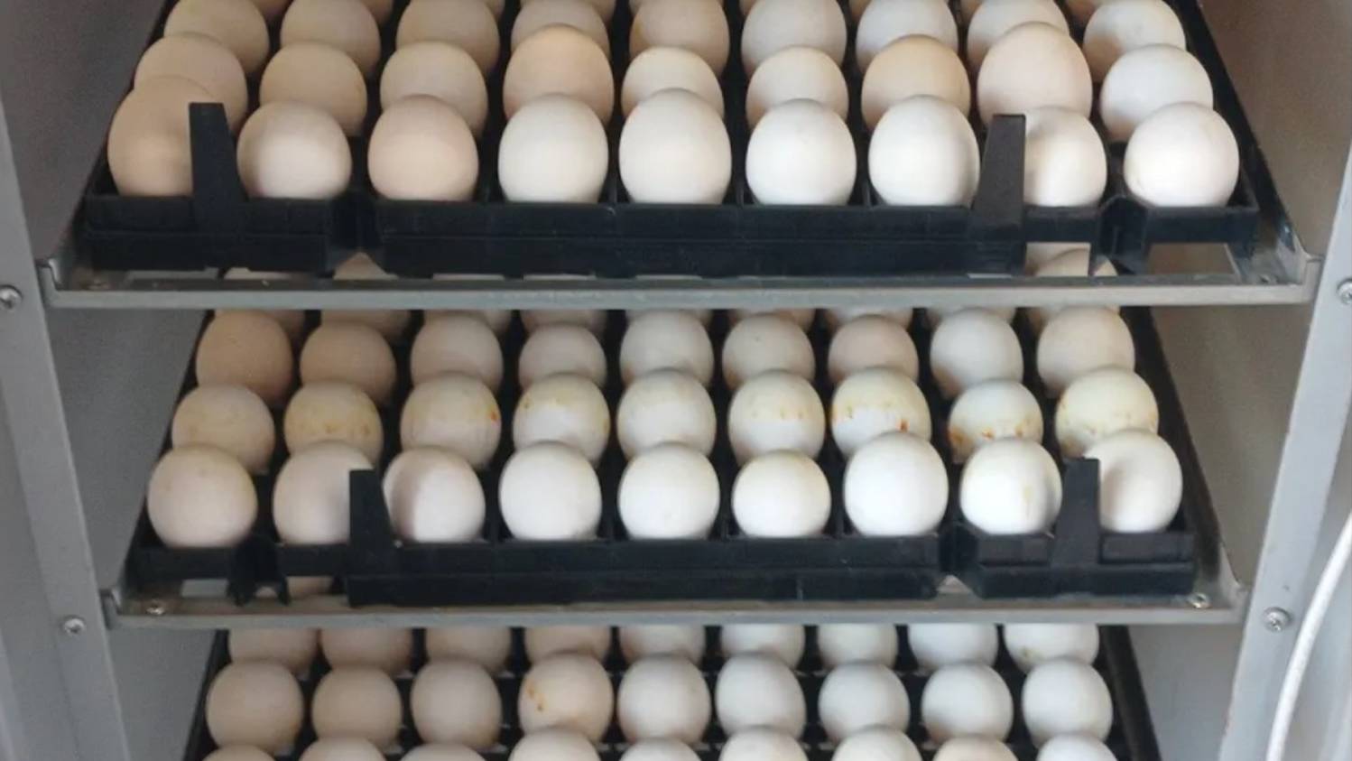 КАК ПРАВИЛЬНО ОТПАРИТЬ ИНКУБАТОР!!! 18.08.2025 ГОД. смотреть онлайн