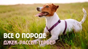 Джек-рассел-терьер: особенности породы и не только