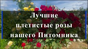 Лучшие плетистые розы нашего Питомника