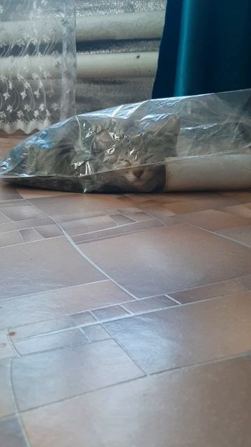 спряталась смотреть онлайн