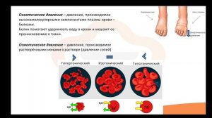 Видео-лекция №2.2 Кровь