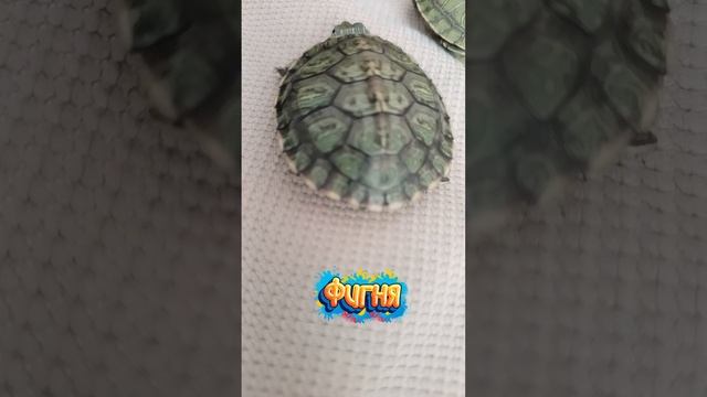 Приключение крока 2 сезон 3 серия