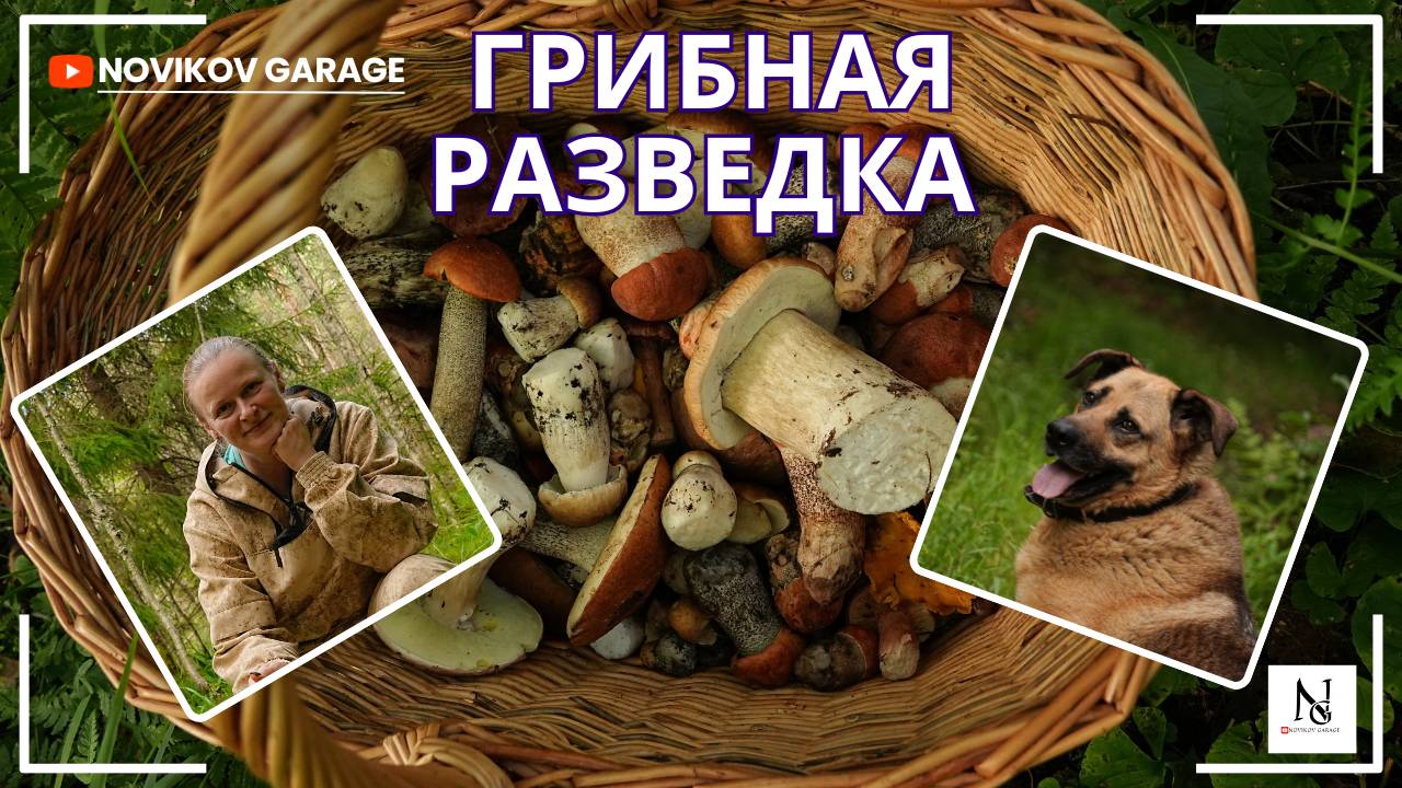 Грибная разведка 17 августа 2025. Всеволожский район. смотреть онлайн