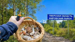 Такого я еще не встречал в лесу, редкая находка в Тверской области, и аномалии погоды для грибников