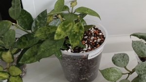 Пересадила 3 сорта хойи Лакунозы