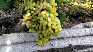 кишмиш гелиодор 2025г