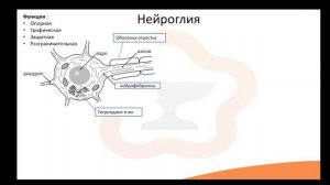 Видео-лекция  №1.3 Нервная ткань