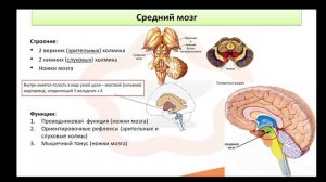 Видео-лекция №6.2 Отделы головного мозга