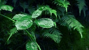 Relaxing Rain Noise for Sleep, Relaxation, & Total Tranquility