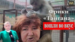 Фрики "Тайгана" вошли во вкус - Гамадрил Люся отрабатывает, 18 августа