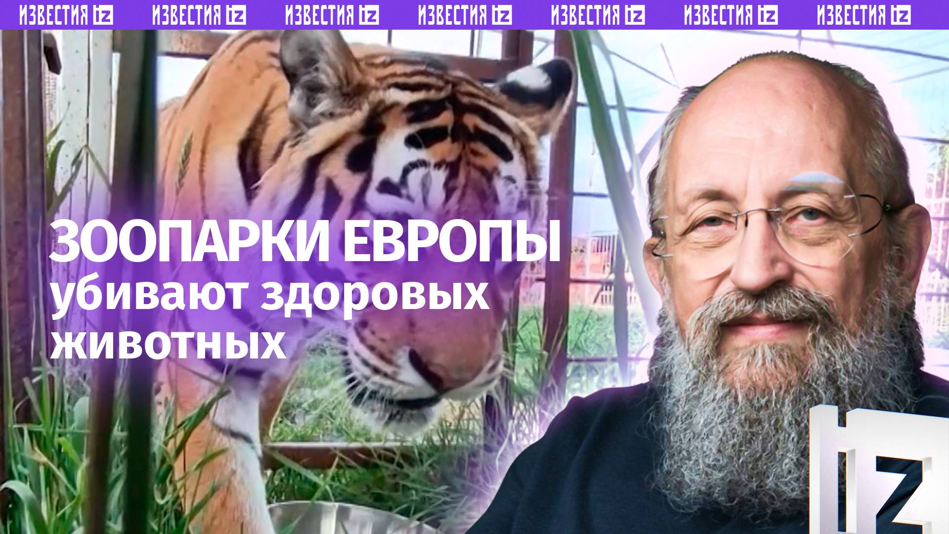 Люди злее зверей. Вассерман  об усыплении амурских тигрят в зоопарке Лейпцига / Открытым текстом