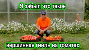 Я забыл что такое вершинная гниль на томатах