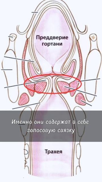 Голосовые складки #shorts #голос