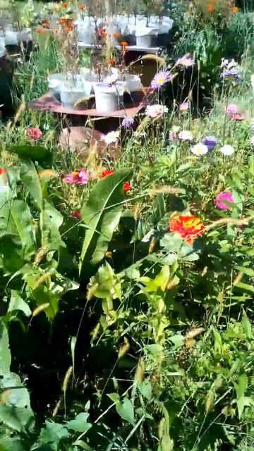 Невероятно! Но получилось вырастить кувшинки-лотосы в ванной на даче.