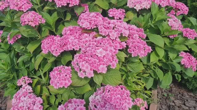 Дача! 🏡Обзор цветов на 14. 08. 25г.🌹 Ленобласть.🌹 смотреть онлайн