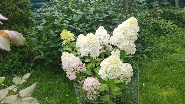 Гортензия Геркулес. смотреть онлайн