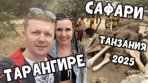 Занзибар-2025. Африка удивляет!!! Сафари мечты! Ловим льва на живца. Выпуск 2