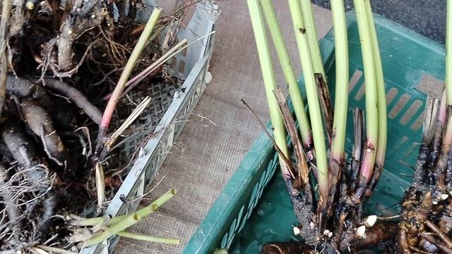 Выкопала пионы. Видео для Марины. смотреть онлайн