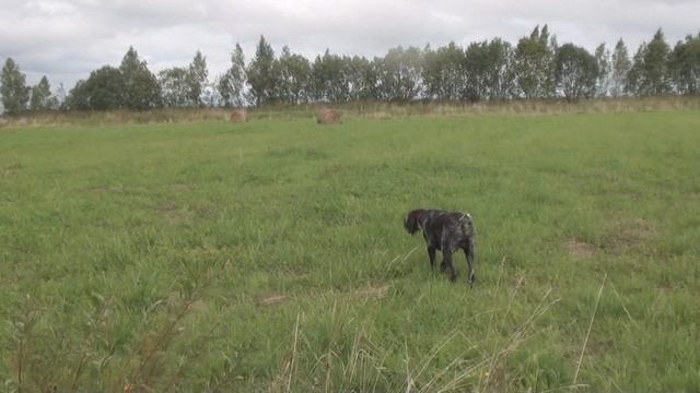 Вайс по бекасам. смотреть онлайн