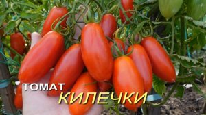 Томат КИЛЕЧКИ. Обзор сортов ТОМАТОВ!