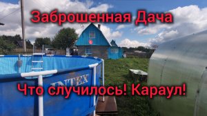 Заброшенная дача. Нашли своего Кота! Мой урожай. Столько облепихи!!