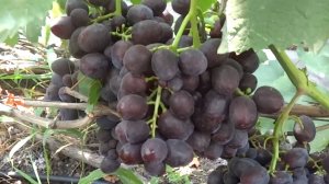 Подарок Несветая 2025 - особенности выращивания