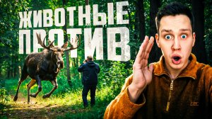 Случаи, когда животные показали, что с ними лучше не связываться