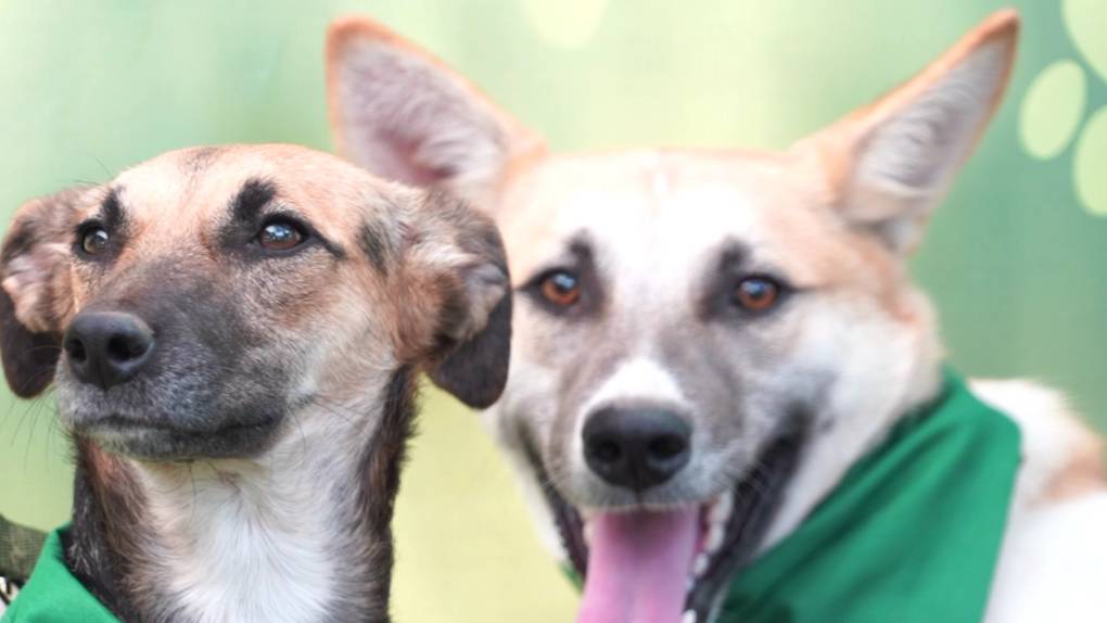 В Брянске Всемирный день защиты бездомных животных отметили зоофестом смотреть онлайн