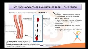 Видео-лекция  №1.2 Мышечная ткань